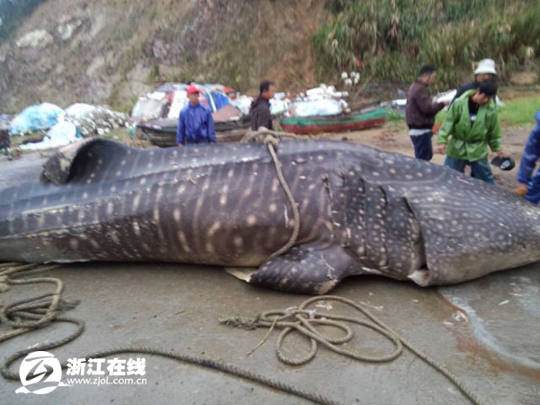 温州渔民捕获万斤鲸鲨
