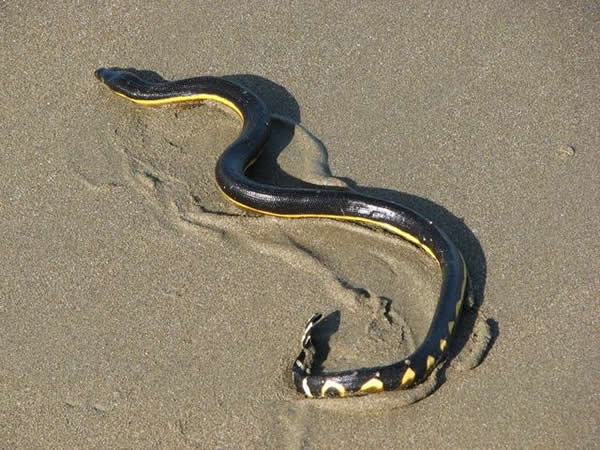 一只长吻海蛇搁浅在哥斯达黎加的海滩上