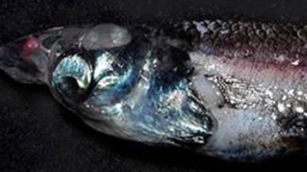新西兰附近塔斯曼海域水下1000米处发现一种四眼怪鱼 拥有360度视觉