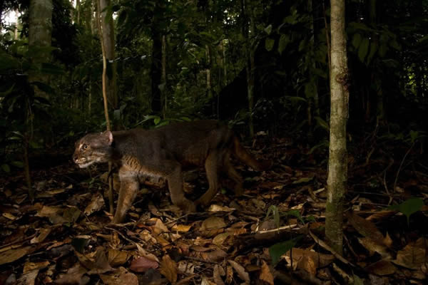 南亚婆罗洲拍摄到一种极其隐匿的生物金猫