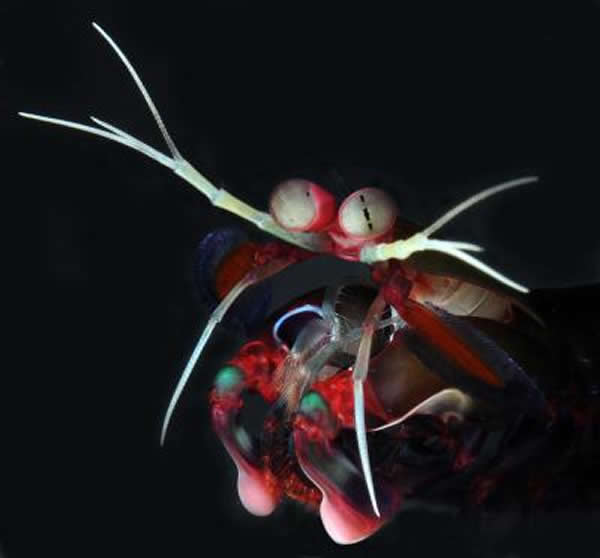 Gonodactylus smithii