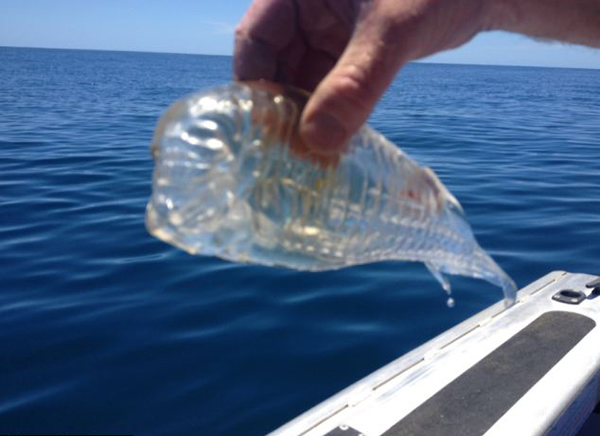 新西兰渔民出海时捕捞到一条完全透明的海洋生物“樽海鞘”