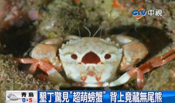 台湾垦丁西岸发现有趣的无尾熊蟹