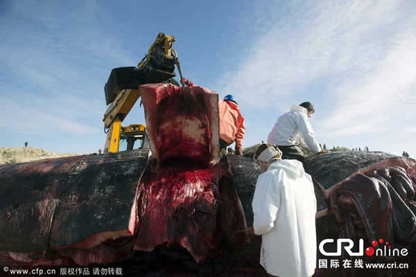 两只抹香鲸搁浅丹麦海滩被当场解剖