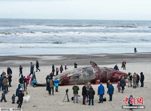 两只抹香鲸搁浅丹麦海滩被当场解剖