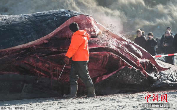两只抹香鲸搁浅丹麦海滩被当场解剖
