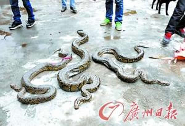 清远村民山上抱回三条大蟒蛇