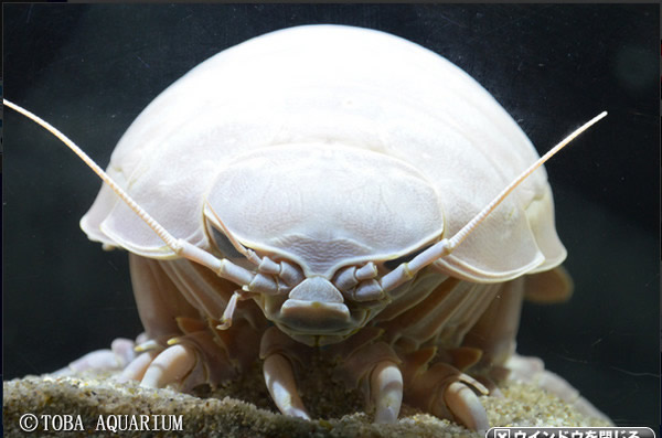 深海生物“大王具足虫”