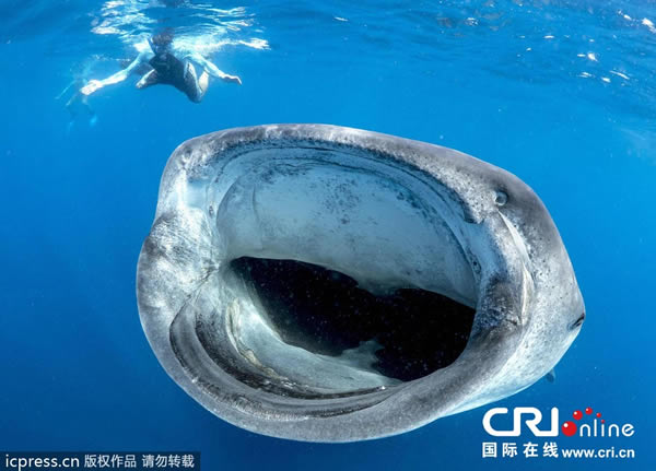 海洋生物学家遇到巨型鲸鲨张开“血盆大口”的惊险一幕