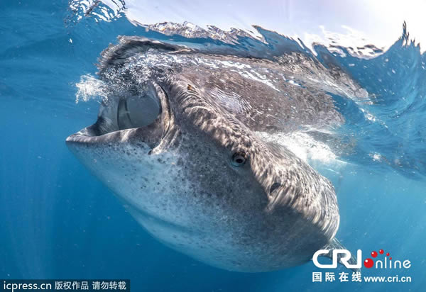 海洋生物学家遇到巨型鲸鲨张开“血盆大口”的惊险一幕