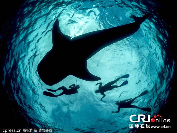 海洋生物学家遇到巨型鲸鲨张开“血盆大口”的惊险一幕