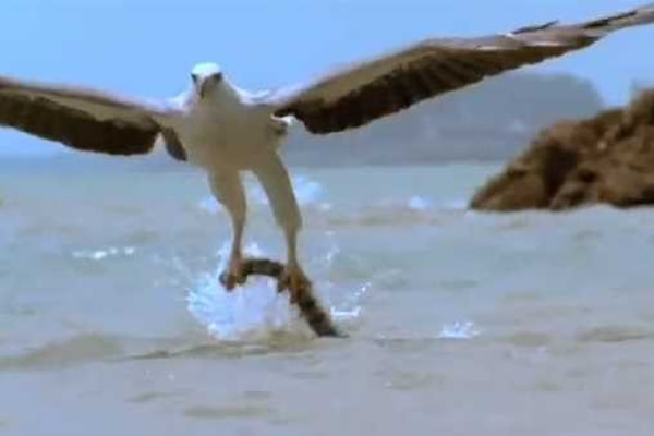 海雕猎捕剧毒海蛇空中险遭反咬