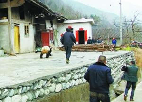 甘肃白水江国家级自然保护区野生大熊猫大摇大摆“巡视”村寨
