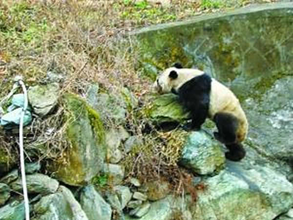 甘肃白水江国家级自然保护区野生大熊猫大摇大摆“巡视”村寨