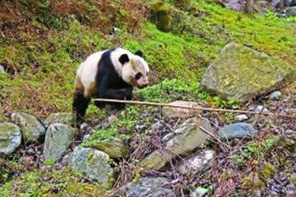 甘肃白水江国家级自然保护区野生大熊猫大摇大摆“巡视”村寨