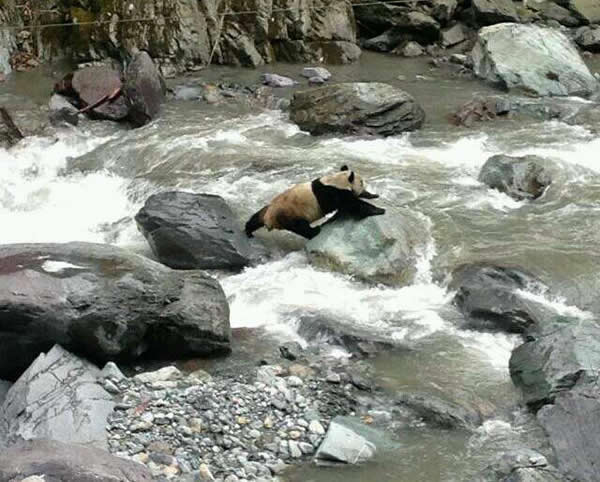 网友在黑水河自然保护区拍到野生大熊猫