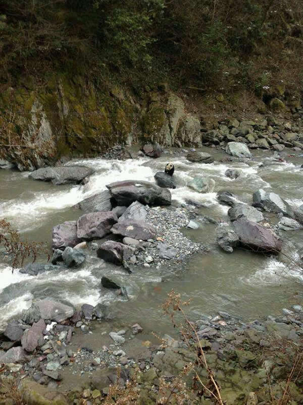 网友在黑水河自然保护区拍到野生大熊猫