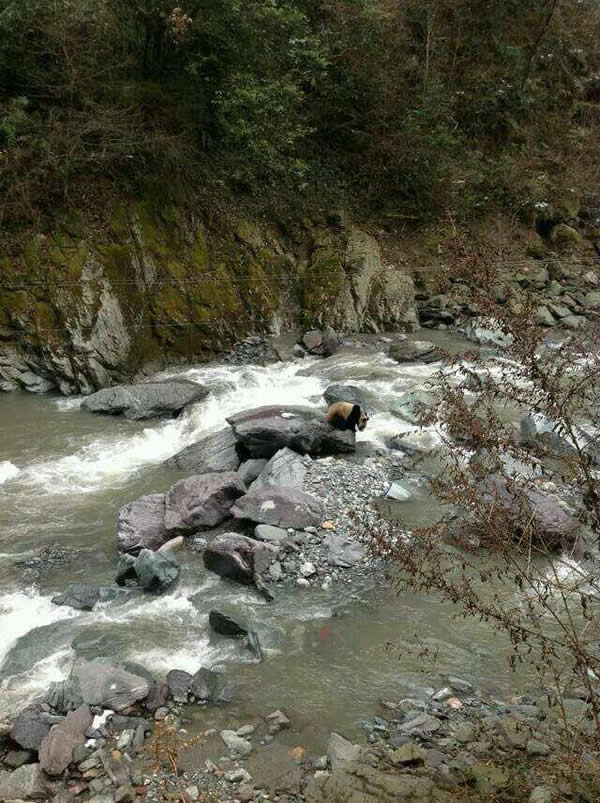 网友在黑水河自然保护区拍到野生大熊猫