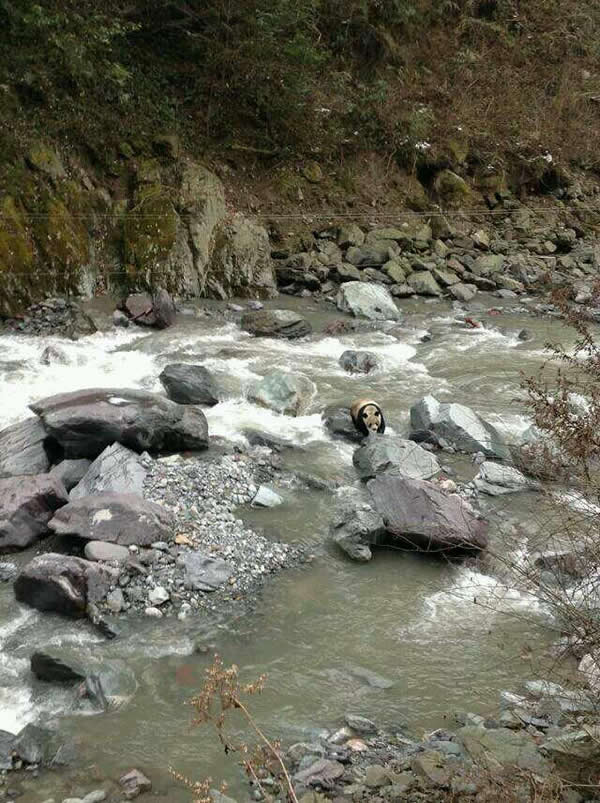 网友在黑水河自然保护区拍到野生大熊猫