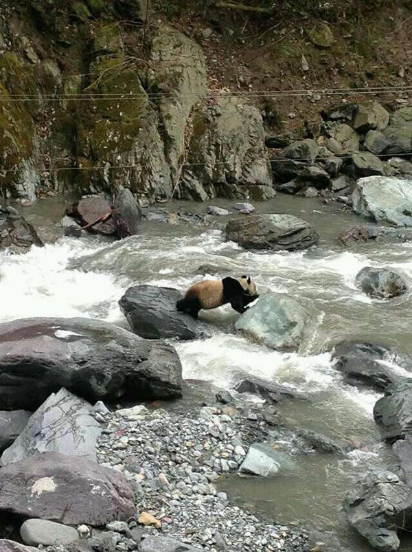 网友在黑水河自然保护区拍到野生大熊猫
