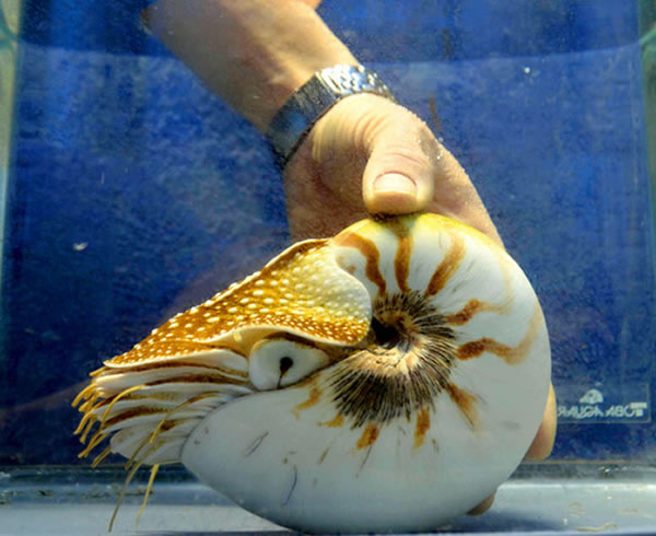 日本水族馆饲养的“最长寿”鹦鹉螺刷新世界纪录