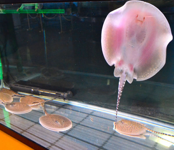 日本水族馆“珍珠魟”产下8条幼鱼