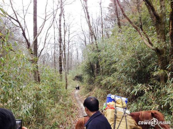 陕西汉中村民与野生大熊猫狭路相逢