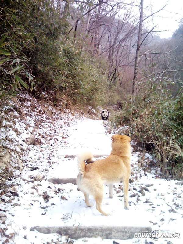 2012年12月24日何夷栋在三官庙路遇大熊猫的情景