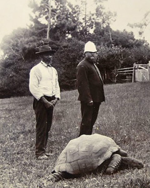 塞舌尔巨龟乔纳森1882年的照片