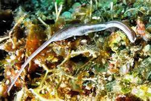 布氏鳗海龙（Bulbonaricus brucei）