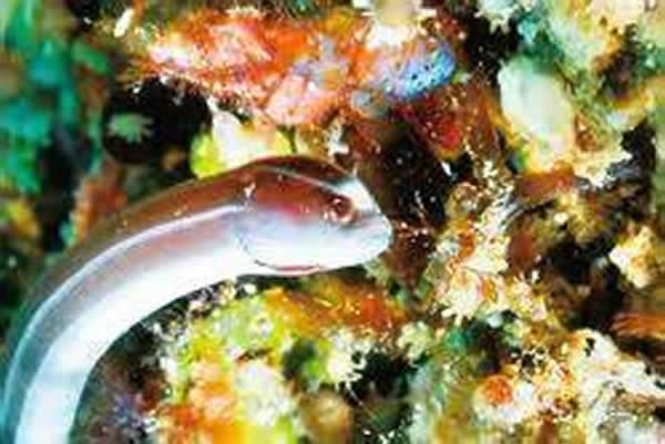 布氏鳗海龙（Bulbonaricus brucei）