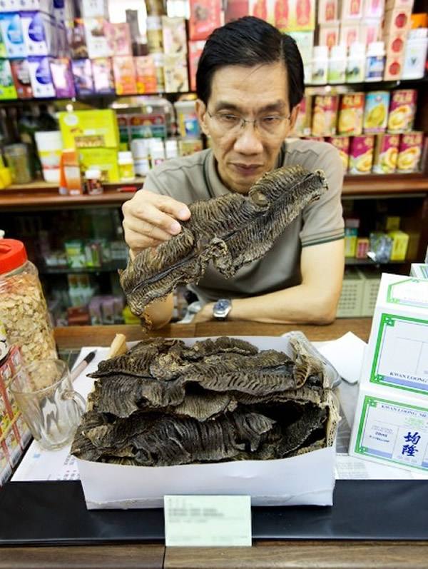 在新加坡的一家商店里，店主正在展示所销售的蝠鲼鱼鳃。