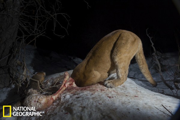 美洲狮雪地中贪婪进食