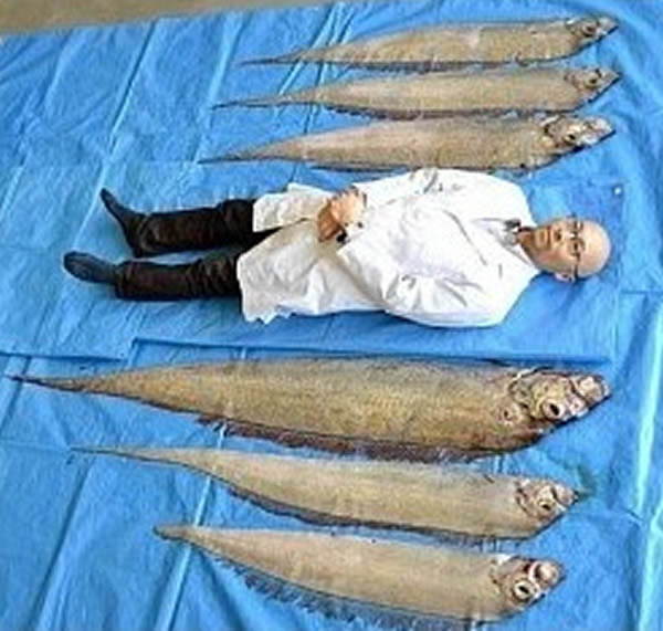 继巨型乌贼后日本又浮出深海“地震鱼”