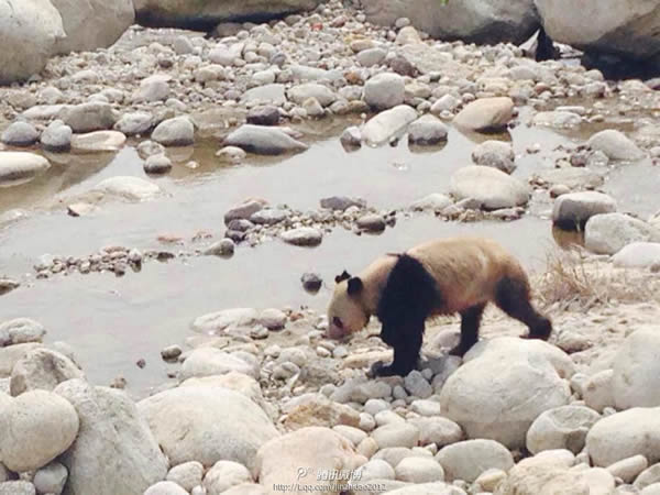 陕西汉中华阳古镇罕见发现疑似野生大熊猫下山