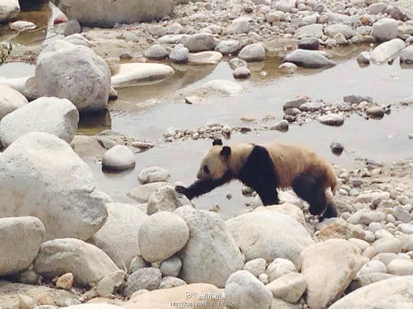 陕西汉中华阳古镇罕见发现疑似野生大熊猫下山