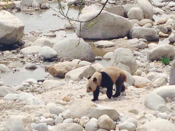 陕西汉中华阳古镇罕见发现疑似野生大熊猫下山