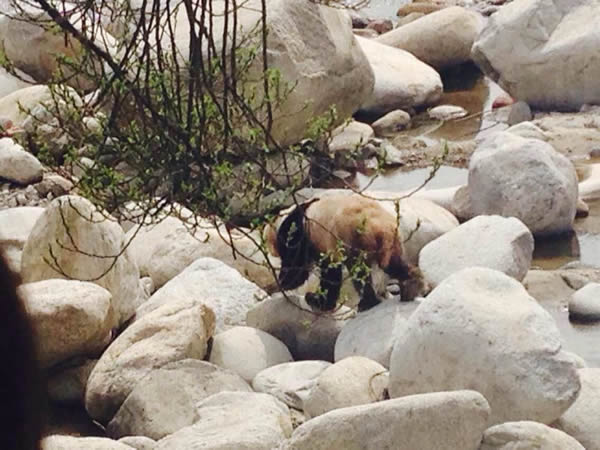 陕西汉中华阳古镇罕见发现疑似野生大熊猫下山