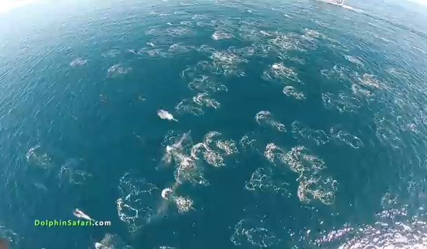 无人机从空中直击上千只海豚大奔逃