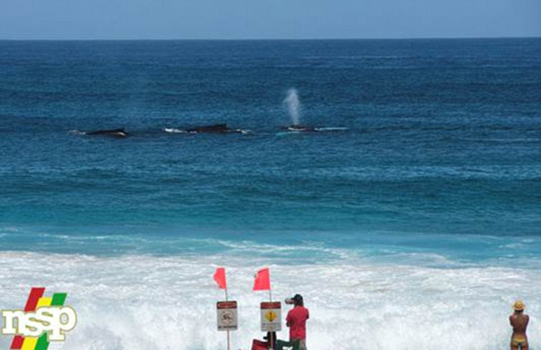 美国夏威夷北岸一头驼背鲸带着幼崽在海上冲浪
