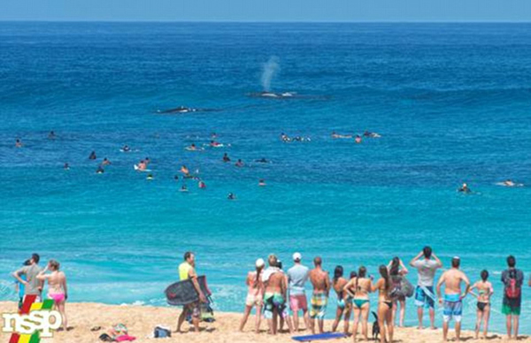 美国夏威夷北岸一头驼背鲸带着幼崽在海上冲浪