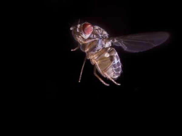 飞行果蝇（Drosophila hydei）
