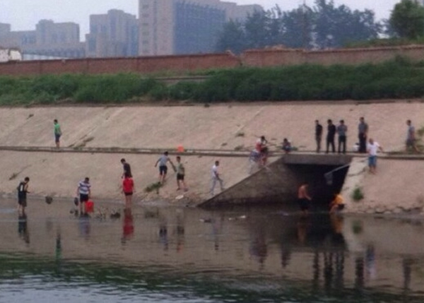 北京朝阳区通惠河双桥附近成群鲶鱼挤着浮出水面往岸上跳