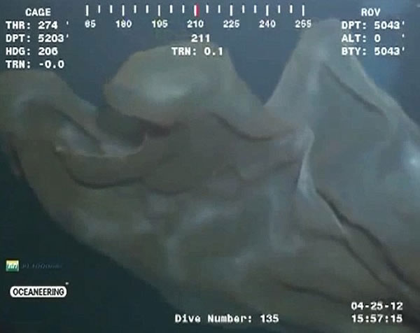 墨西哥湾5000英尺深海中拍摄到的“海怪”证实为胎盘水母