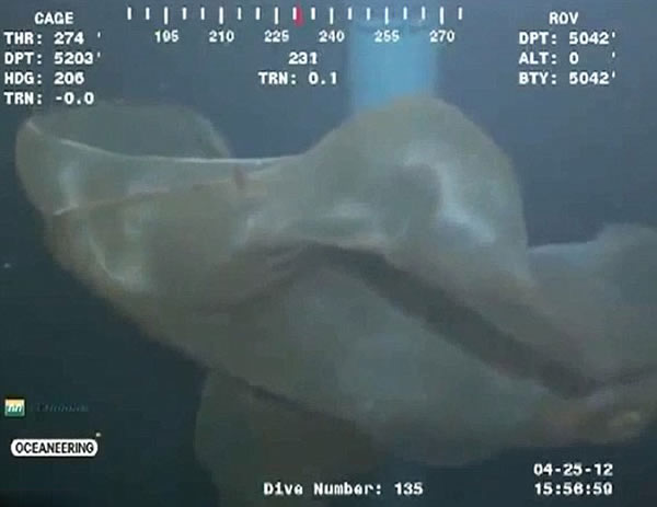 墨西哥湾5000英尺深海中拍摄到的“海怪”证实为胎盘水母
