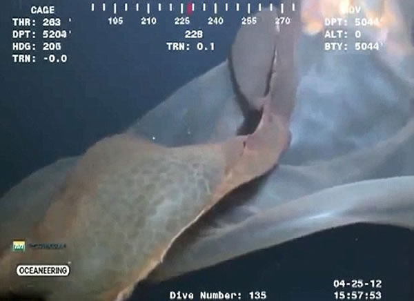 墨西哥湾5000英尺深海中拍摄到的“海怪”证实为胎盘水母