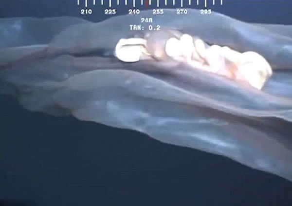 墨西哥湾5000英尺深海中拍摄到的“海怪”证实为胎盘水母