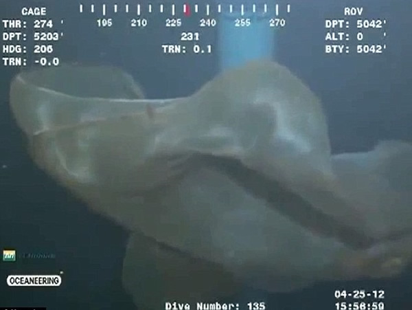 墨西哥湾5千呎深海2年前发现的神秘生物证实是“胎盘水母”