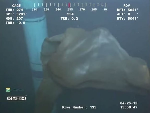 墨西哥湾深海神秘海洋生物证实为“胎盘水母”