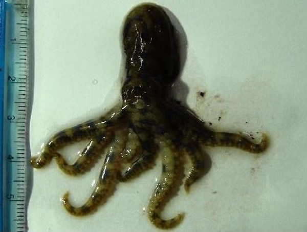 网传剧毒「蓝圈章鱼」照，流传多年。